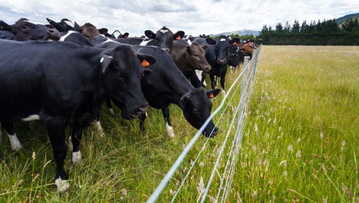 Who Let the Cows Out? A General Overview of Fences in Agricultural Areas of Wisconsin